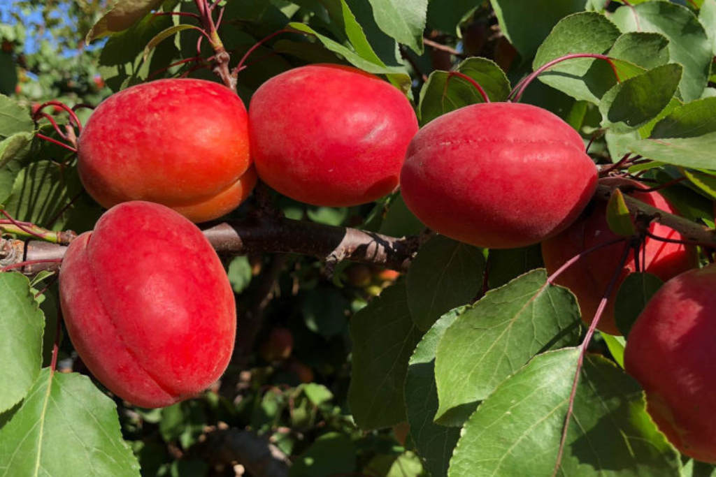 Bolero Apricot Plants